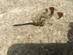 Sympetrum infuscatum