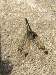 Sympetrum infuscatum