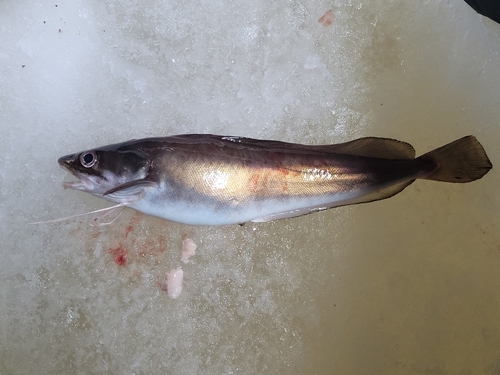 White hake (Urophycis tenuis) — Phycidae — 2