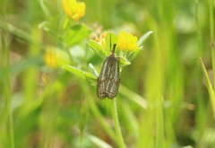 Thisanotia chrysonuchella