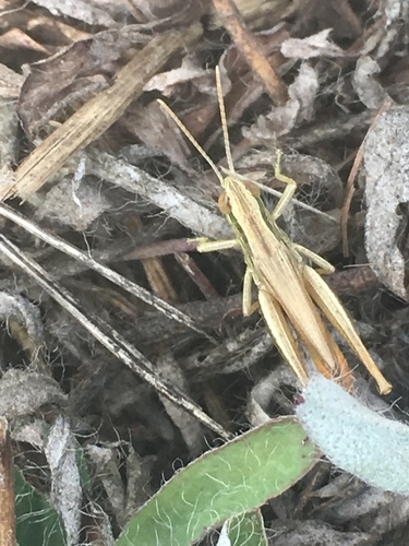 Euchorthippus declivus