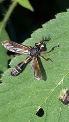Physocephala