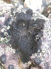 Umbilicaria hyperborea