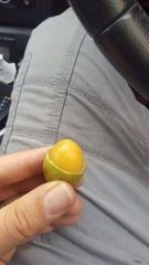 Melicoccus bijugatus