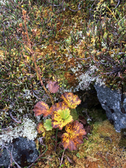 Boykinia richardsonii