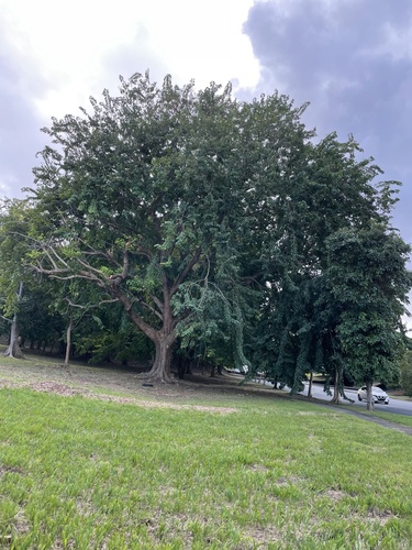 Foto de Amburana