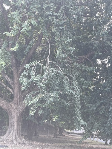 Foto de Amburana