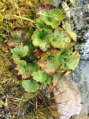 Boykinia richardsonii