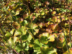 Boykinia richardsonii