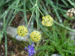 Bupleurum stellatum