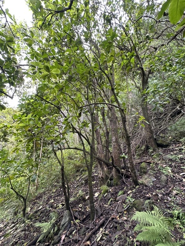Foto de Capororoca