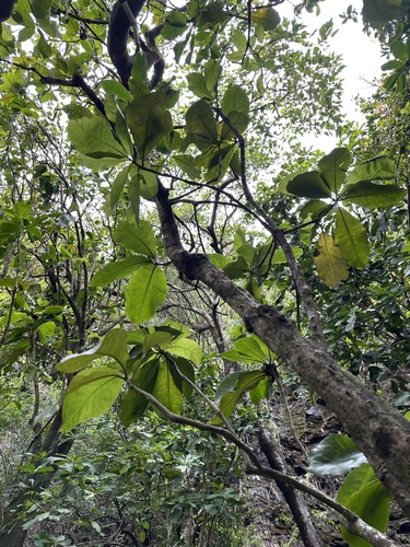 Foto de Capororoca