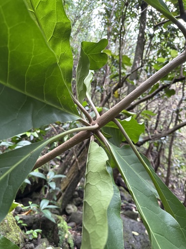 Foto de Capororoca