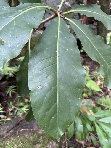 Foto de Capororoca
