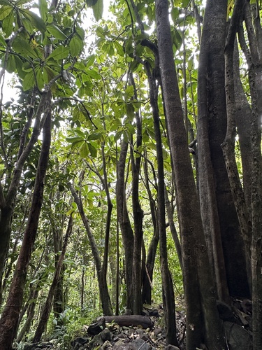 Foto de Capororoca