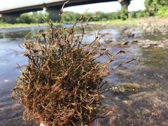 Podostemum ceratophyllum