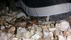 Nesoecia