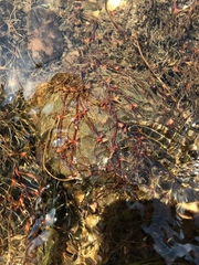 Podostemum ceratophyllum