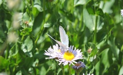Celastrina echo