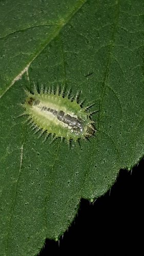 Green Tortoise Beetle (Cassida viridis) photo 2