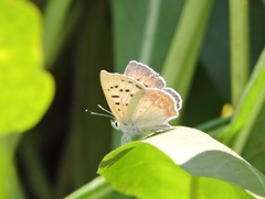 Tharsalea nivalis