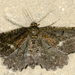 Nychiodes andalusiaria - Photo (c) Alejandro Ocampo, some rights reserved (CC BY-NC), uploaded by Alejandro Ocampo