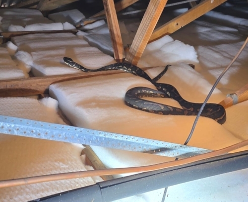 Coastal Carpet Python sighting