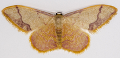 Idaea ostrinaria