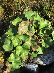 Boykinia richardsonii