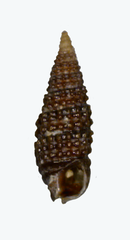 Cerithiopsis