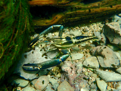 Macrobrachium carcinus