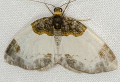 Mesoleuca albicillata