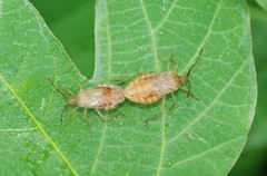 Homoeocerus dilatatus