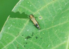 Agrilus chujoi