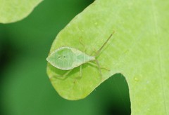 Homoeocerus dilatatus