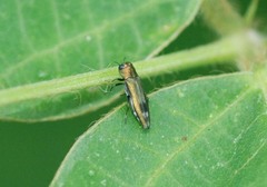 Agrilus chujoi