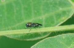 Agrilus chujoi