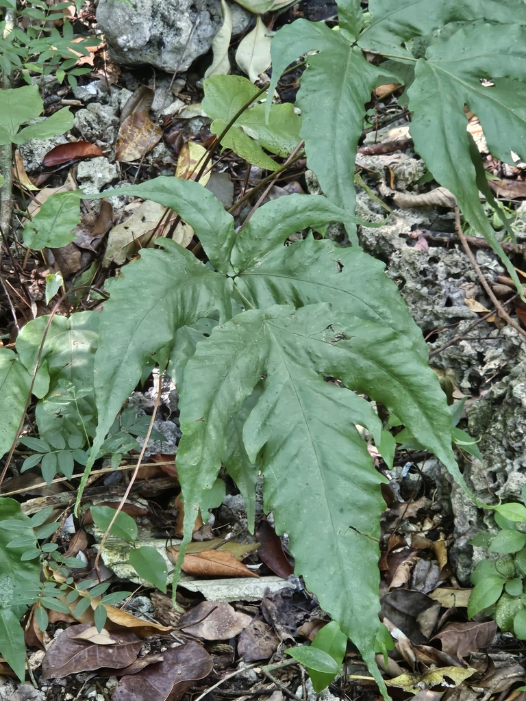 Broad Halberd Fern