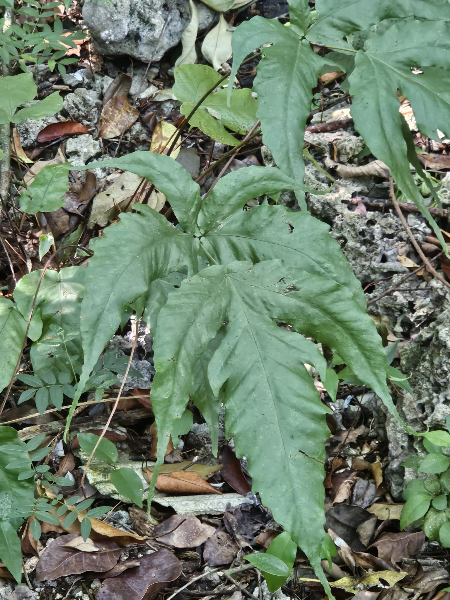 Tectaria heracleifolia