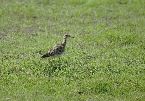 Upland Sandpiper