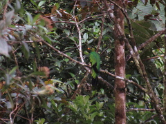 Pharomachrus auriceps