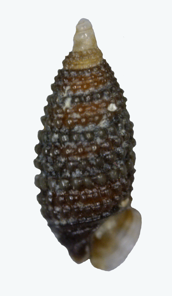 Cerithiopsis krisbergi