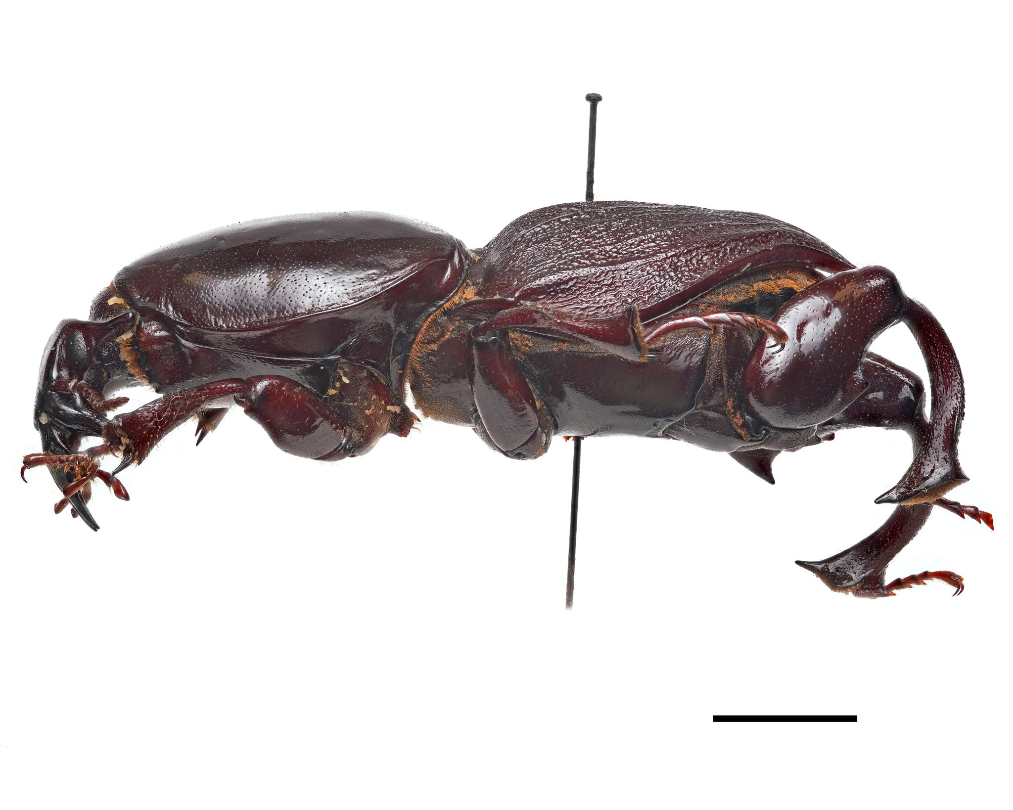 Mole Beetle (Hypocephalus armatus) · iNaturalist