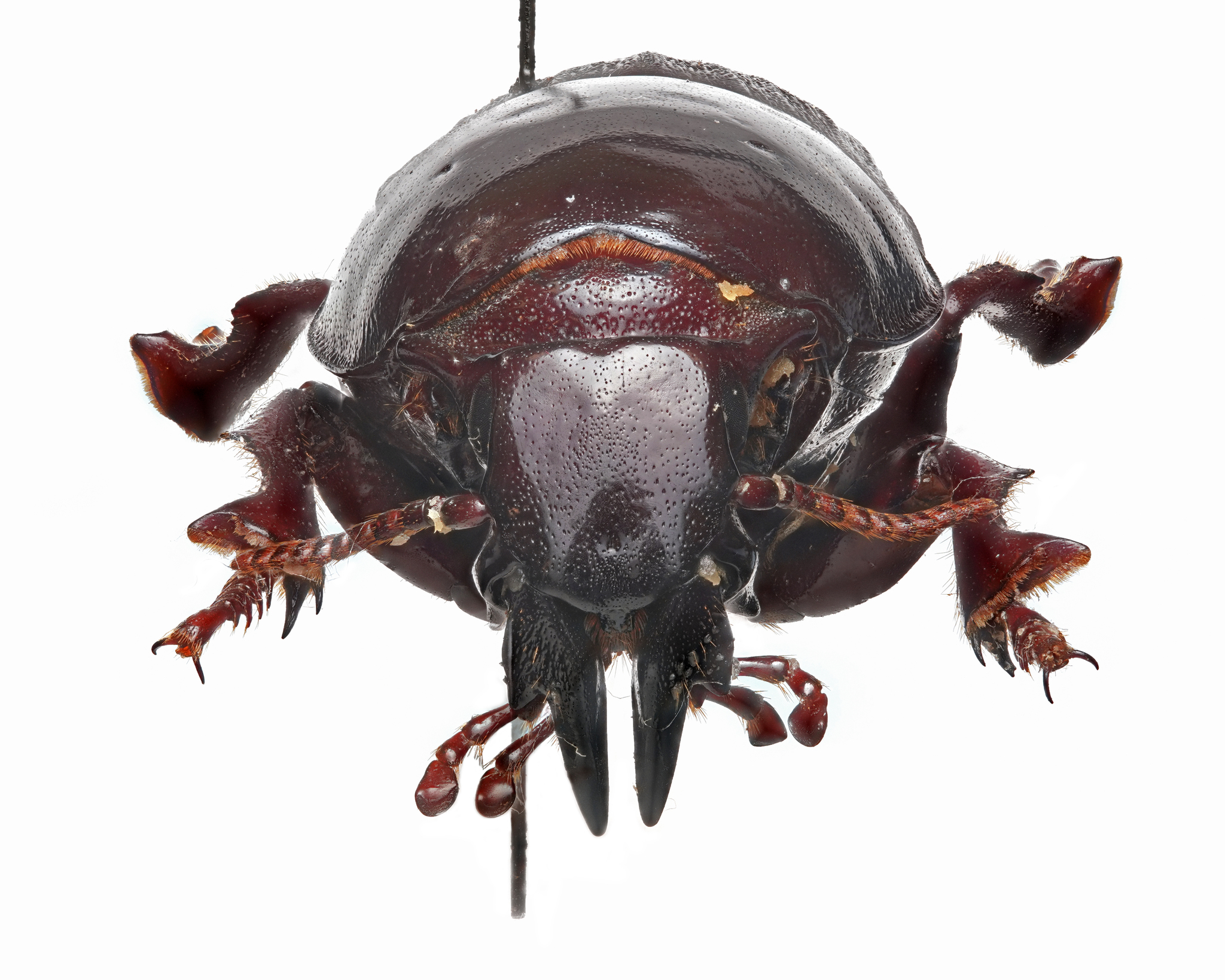 Mole Beetle (Hypocephalus armatus) · iNaturalist