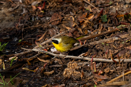 iNaturalist observation photo of Common Yellowthroat