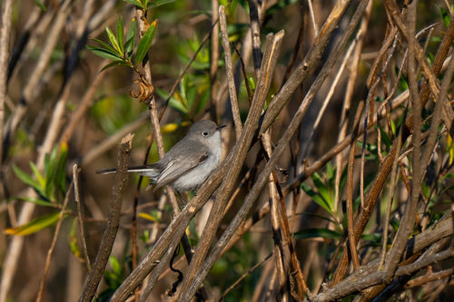 iNaturalist observation photo of Blue-gray Gnatcatcher