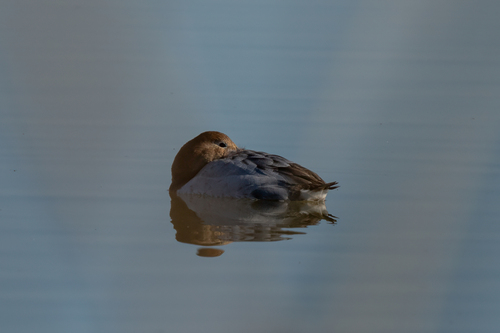 iNaturalist observation photo of Canvasback