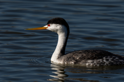 iNaturalist observation photo of Clark's Grebe