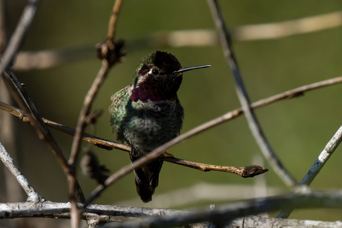 iNaturalist observation photo of Anna's Hummingbird