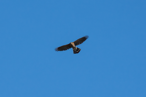 iNaturalist observation photo of Cooper's Hawk